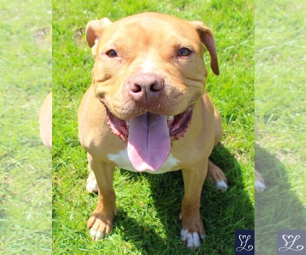 Medium Photo #2 American Pit Bull Terrier-Unknown Mix Puppy For Sale in Lockport, NY, USA
