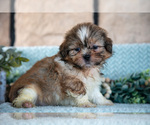 Small Photo #15 Shih Tzu Puppy For Sale in SUGARCREEK, OH, USA