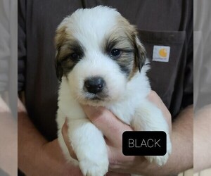 Great Pyrenees-Saint Bernard Mix Puppy for sale in BERESFORD, SD, USA