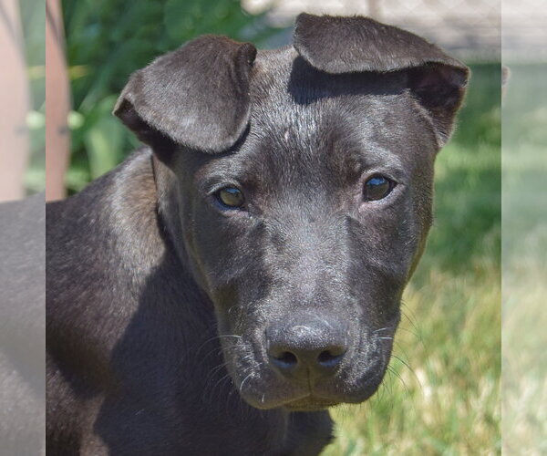Medium Photo #3 American Staffordshire Terrier-Boxer Mix Puppy For Sale in Huntley, IL, USA