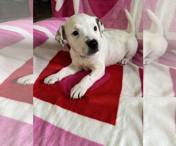 Medium Photo #1 American Pit Bull Terrier-Unknown Mix Puppy For Sale in Hillsboro, MO, USA