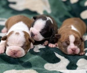 Boston Terrier Puppy for sale in HICKORY, NC, USA