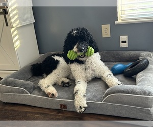 Father of the English Cream Golden Retriever-Poodle (Standard) Mix puppies born on 04/30/2025