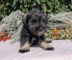 Small #6 Schnauzer (Miniature)