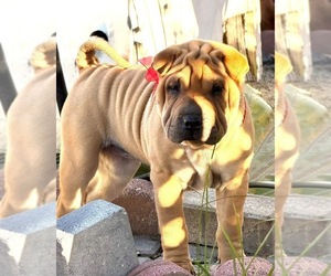 Medium Chinese Shar-Pei