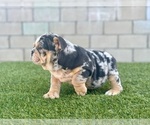 Small #38 English Bulldog