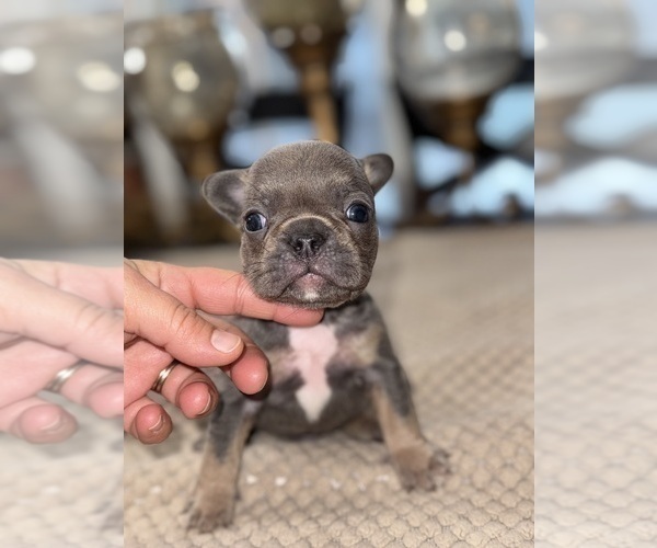 Medium Photo #3 French Bulldog Puppy For Sale in HILTON, NY, USA
