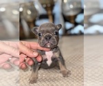 Small Photo #3 French Bulldog Puppy For Sale in HILTON, NY, USA