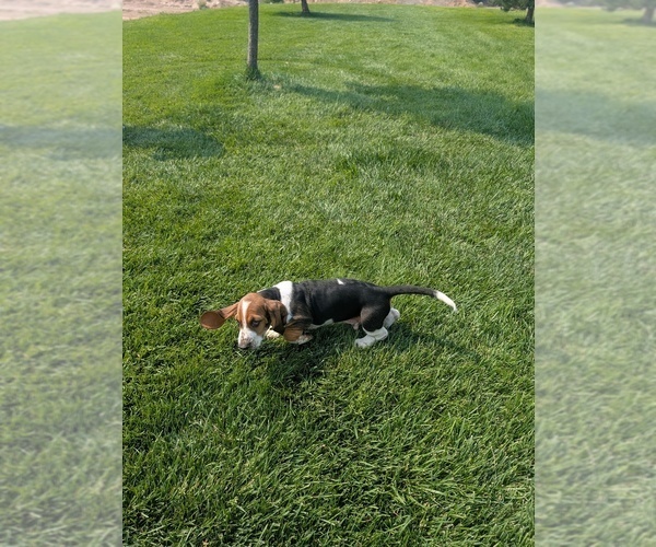 Medium Photo #9 Basset Hound Puppy For Sale in JEROME, ID, USA