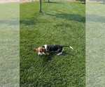 Small #8 Basset Hound