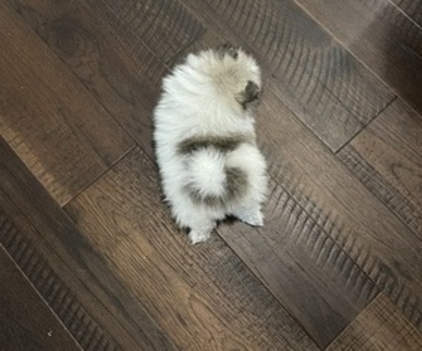 Medium Photo #9 Pomeranian Puppy For Sale in LYONS, GA, USA