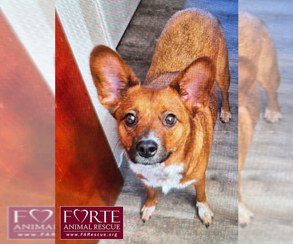 Medium Photo #2 Mutt Puppy For Sale in Marina del Rey, CA, USA