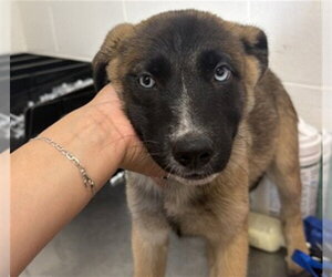 German Shepherd Dog Dogs for adoption in San Bernardino, CA, USA