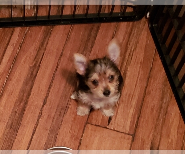 Medium Photo #2 Yoranian Puppy For Sale in HUDDLESTON, VA, USA