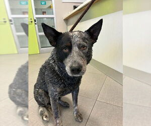 Mutt Dogs for adoption in Rancho Cucamonga, CA, USA