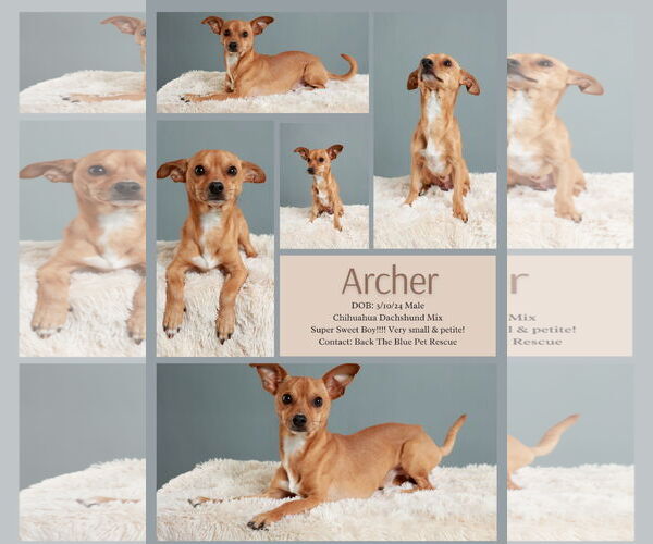 Medium Photo #1 Chiweenie Puppy For Sale in Queen Creek, AZ, USA