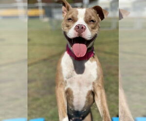 American Pit Bull Terrier Dogs for adoption in Virginia Beach, VA, USA