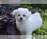 Small #2 Bichon Frise