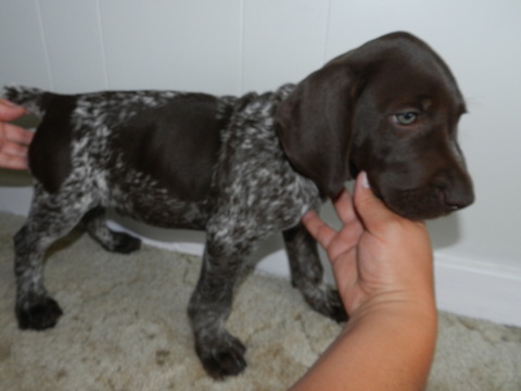 View Ad German Shorthaired Pointer Puppy For Sale Near Pennsylvania Reinholds Usa Adn 14248