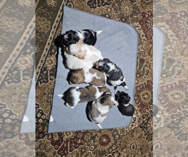 Medium Photo #7 Schweenie Puppy For Sale in BOWLING GREEN, KY, USA