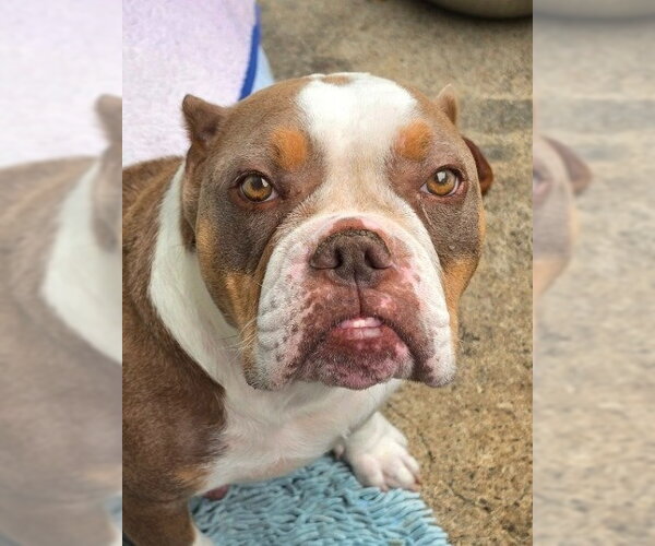 Medium Photo #4 American Staffordshire Terrier-Unknown Mix Puppy For Sale in Lake Forest, CA, USA