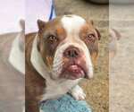 Small #3 American Staffordshire Terrier Mix