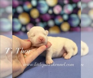 Maltese Puppy for sale in WINNSBORO, LA, USA