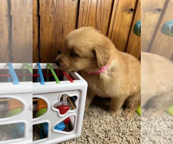 Medium Photo #4 Golden Retriever Puppy For Sale in NEOLA, WV, USA