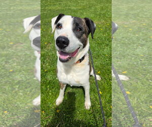 Labrador Retriever-Unknown Mix Dogs for adoption in Rockaway, NJ, USA
