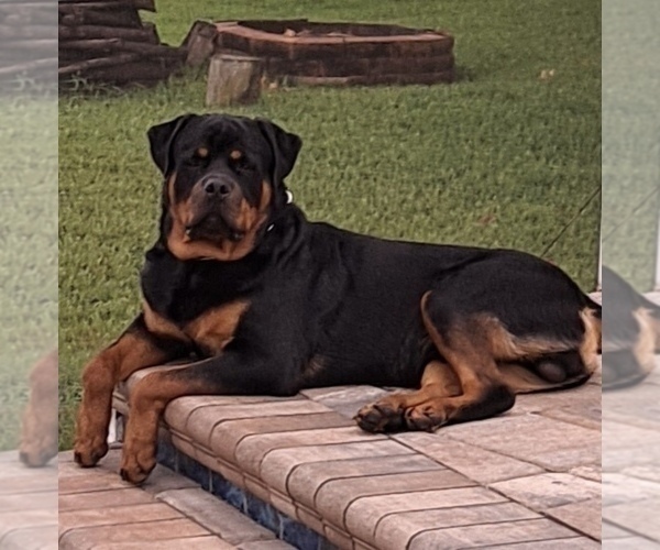Medium Photo #29 Rottweiler Puppy For Sale in VONORE, TN, USA