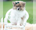 Small Photo #45 Pomeranian Puppy For Sale in WARSAW, IN, USA