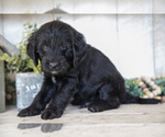 Small #2 Miniature Labradoodle
