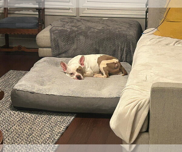 Medium Photo #4 American French Bull Terrier Puppy For Sale in Germantown, OH, USA