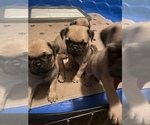 Small Photo #6 Pug Puppy For Sale in HEREFORD, AZ, USA