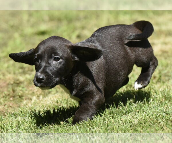 Medium Photo #8 Dachsador Puppy For Sale in Mechanicsburg, PA, USA