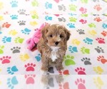 Small #2 Cavapoo (Miniature)-Poodle (Toy) Mix