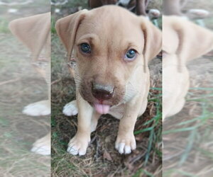 Labrador Retriever-Unknown Mix Dogs for adoption in Springdale, PA, USA