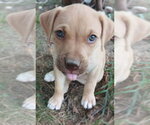 Small Labrador Retriever Mix