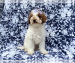 Small #3 Poodle (Miniature)