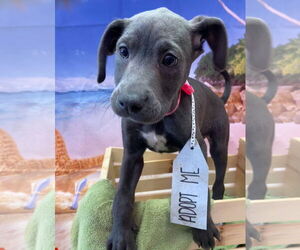 American Staffordshire Terrier-Labrador Retriever Mix Dogs for adoption in Sanford, FL, USA