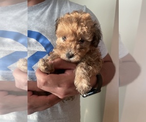 Goldendoodle (Miniature) Puppy for Sale in LOS ANGELES, California USA