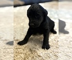 Puppy Puppy 1 Labradoodle