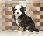 Small #3 Bernedoodle (Miniature)