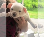 Puppy puppy 0 French Bullhuahua