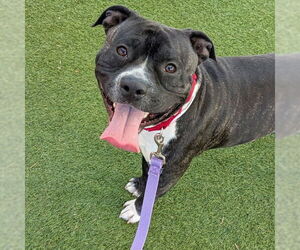 Mutt Dogs for adoption in Las Vegas, NV, USA