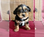 Small #6 YorkiePoo