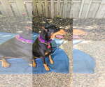 Small #5 Doberman Pinscher