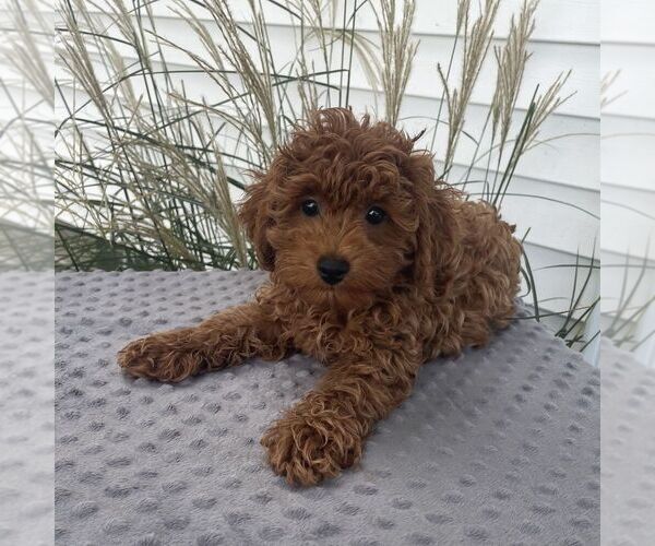 Medium Photo #2 Poodle (Toy) Puppy For Sale in ARTHUR, IL, USA