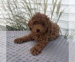 Scott - Male Poodle (Toy) Puppy for Sale - Photo #2