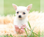 Small Photo #27 Chihuahua Puppy For Sale in WARSAW, IN, USA